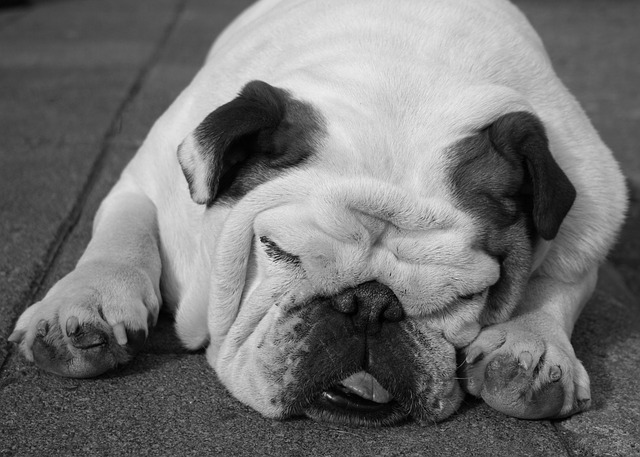 spící buldog